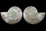 Cut & Polished Ammonite Fossil - Deep Crystal Chambers #78558-1